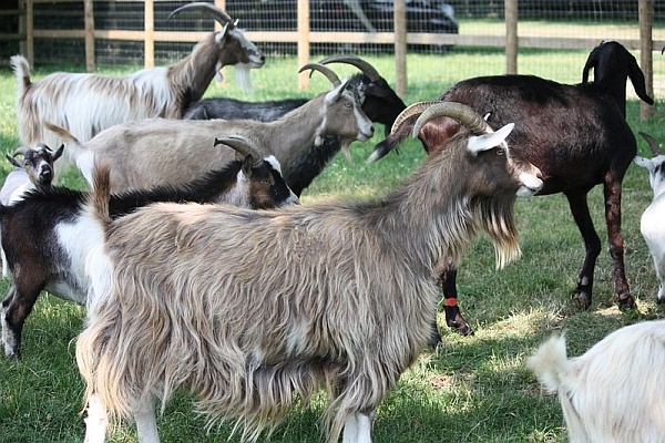 Goats Past and Future: Keeping Goats Healthy and Useful Sustainably